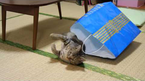 猫、不器用に紙袋からの脱出　マンチカン力丸
