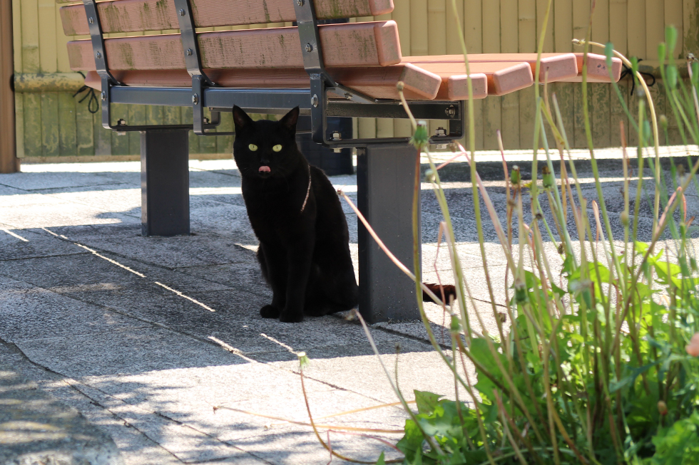 毛並がきれいな黒猫さん