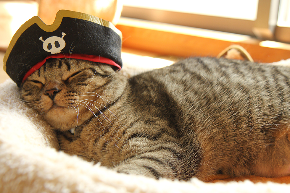 マンチカン力丸　海賊帽子・猫コスプレ・かぶりもの