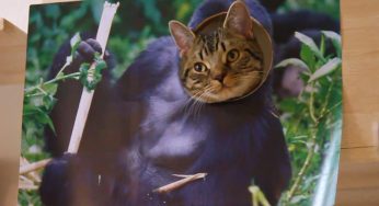 【はめ猫】哺乳類 大猩猩 霊長類最強ゴリラねこです。