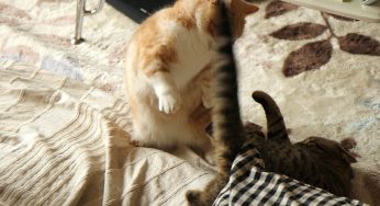 猫プロレス、本日のメインイベント時間無制限1本勝負
