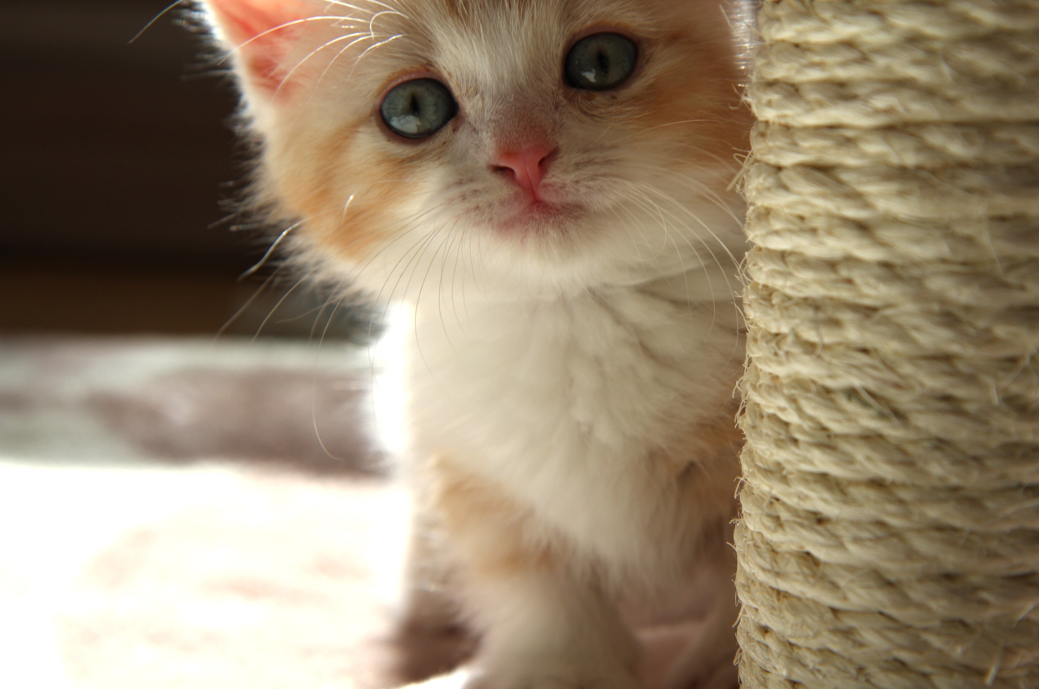 子猫の可愛いマンチカン菊之助 画像ギャラリーその１