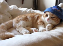 猫折れ マンチカン/Munchkin (cat) 菊さん（菊之助） クマプー帽子コスプレ、かぶりもの