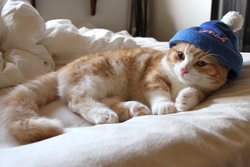 猫折れ マンチカン/Munchkin (cat) 菊さん（菊之助） クマプー帽子コスプレ、かぶりもの