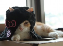 マンチカン菊之助　貞子×キティ　コスプレ・かぶりもの猫帽子