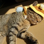 ハチのコスプレ　マンチカンリッキー猫帽子