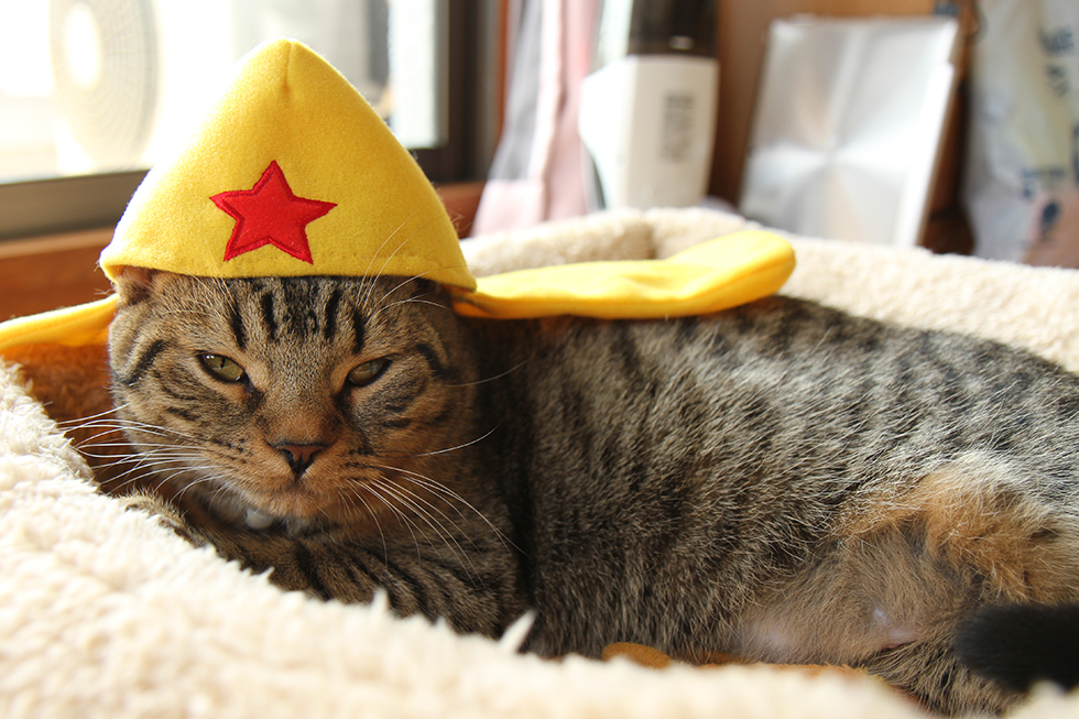 猫の力丸　ケロロ軍曹さんのコスプレ帽子
