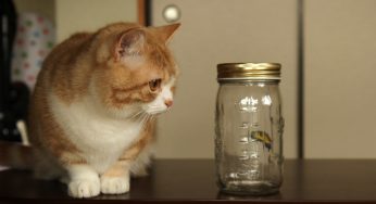 とまれよあそべ おもちゃのインテリア「超蝶」で猫遊ぶ