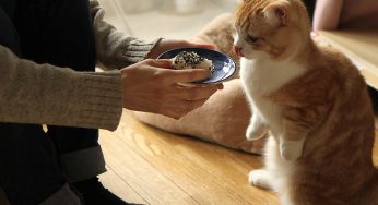 ホモ・サピエンスの餌（おにぎり）にくんくんと２足立ち