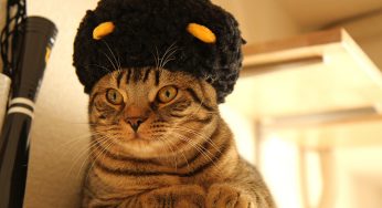 エマニエル坊やってこんな感じでしたっけ？のアフロズラ