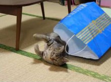 猫、不器用に紙袋からの脱出　マンチカン力丸