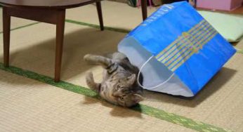 猫、不器用に紙袋からの脱出