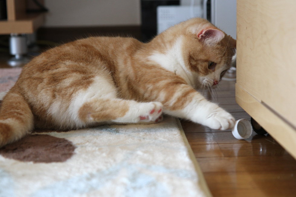 猫の菊さん　ペットボトルキャップで対リッキーの特訓中