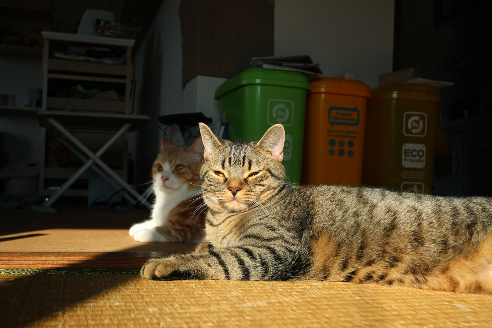 ネコの日光浴が好きな理由とマンチカンの日向ぼっこ画像