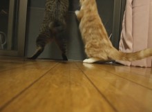 ダブルボディアタック！と言うかべちゃっした猫パンチ