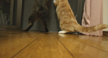 羽虫の襲来！網戸越しの対峙。ねこボディアタックで撃退か？
