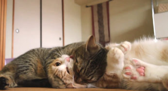 うちのニャンズの喧嘩の発端といちゃいちゃ動画