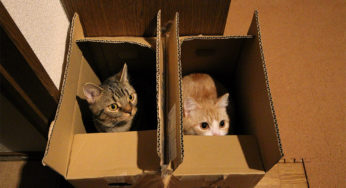猫用だんぼっちで二匹が周囲を気にせず没頭してたので