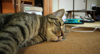 ねこさんの生活サイクルは人間次第