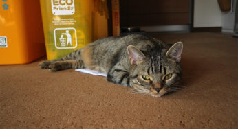 ねこ「監視・巡回業務は大事な仕事なんだよ！」