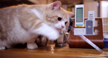 細長いものならなんでも好き！ラジオのアンテナで遊ぶねこ