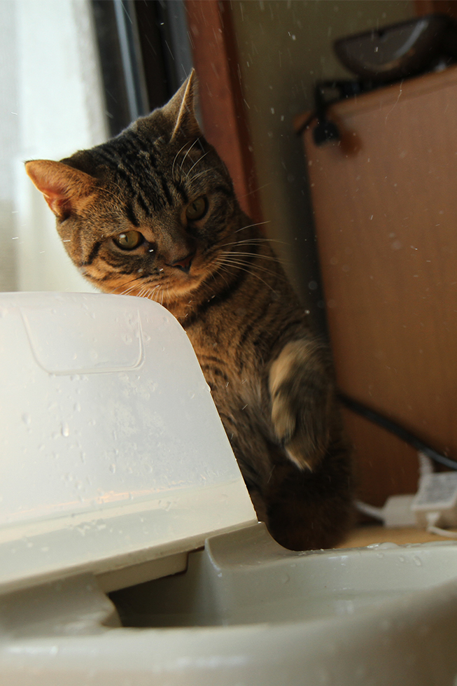 真剣に水で遊ぶ猫