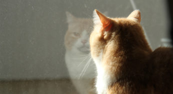 鬼姑ばりの窓サンの埃チェック！な感じのねこ