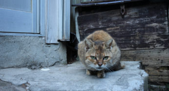 長崎ねこさるくと斜行エレベーター。十人町・グラバー園編