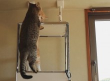 タワー最上段はねこのロマンです。マンチカン菊之助・力丸