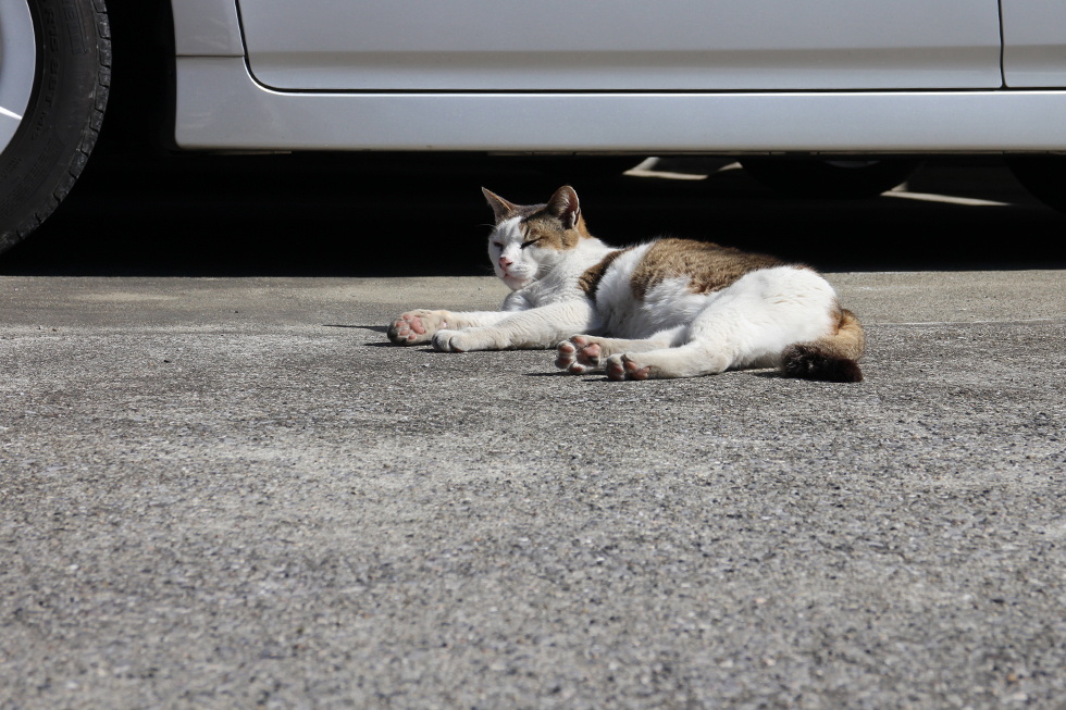 二王座にはいってすぐ、駐車場にいたネコさん