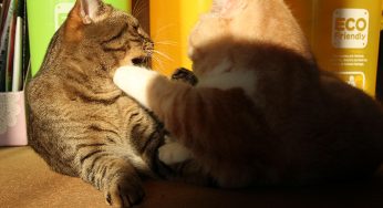 ネコ体重を人間に換算してボクシングの階級で比較してみた