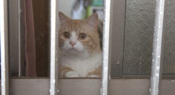 ねこさん私が帰ってくると窓から覗いて出迎えてくれます、なぜか？