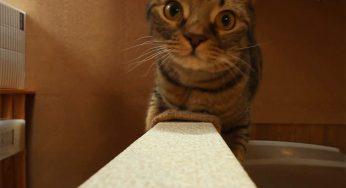 ねこは壁でボルダリングを楽しむ。DIY爪とぎの耐用状況ご報告
