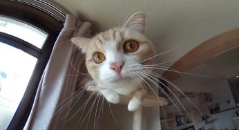 マンチカンの鼻デカ写真、ひと頃流行ってましたよね～