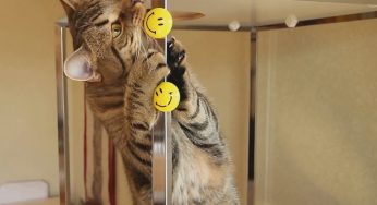 笑いは人の薬、ネコはかじる。ガジ・ガジ・ガジ