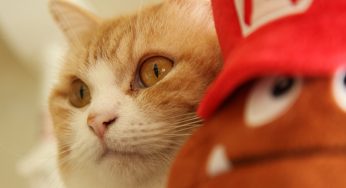 休日の我が儘通らずふてくされた菊之助をクリボーと