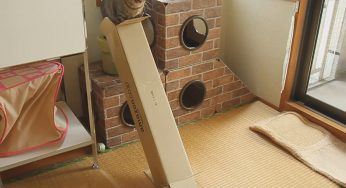 マンチカンは細長い箱を滑り台にして遊ぶんです