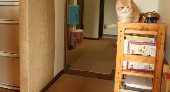 手作り爪とぎを簡単補修できる、取り替え交換式ボードをつくる