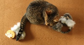 イヤーマフラーの謎事件～壊れた耳あてに愛の涙を～