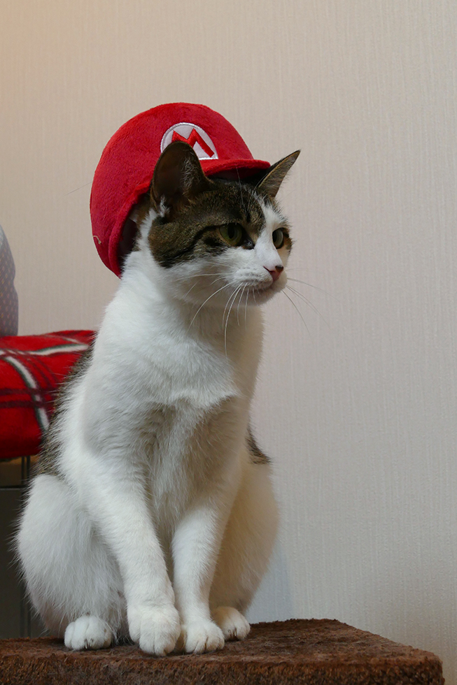 美ねこのきららさんのマリオ猫帽子です