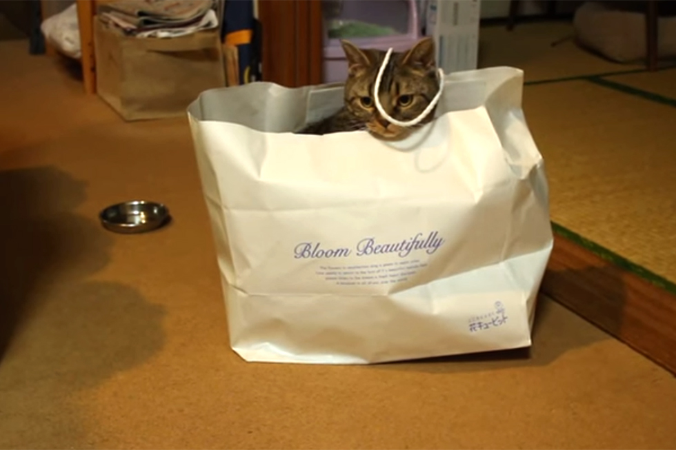 紙袋型首輪として猫生活されても困りますのでこの後はずした次第です