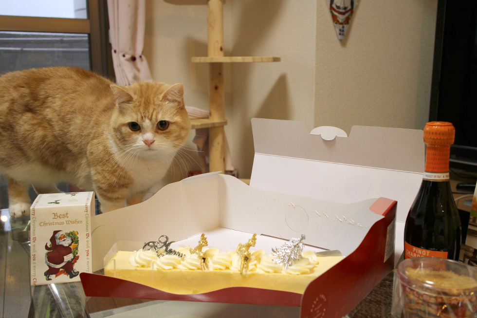 お誕生日おめでとう菊之助！人間のケーキではございますが…