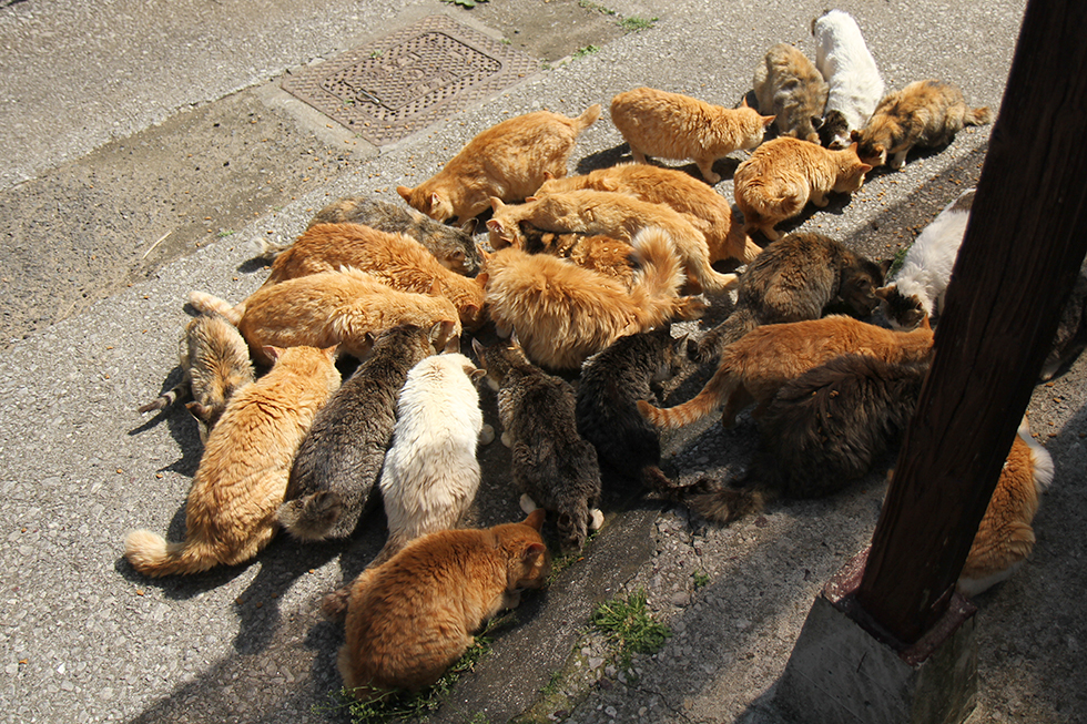 お食事のカリカリを撒くとワッサーと集まる深島の猫軍団