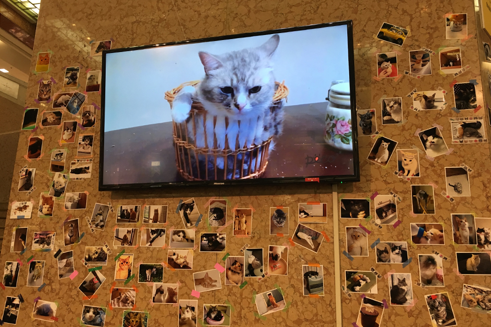Instagramに投稿された猫写真から選りすぐりの猫写真がたくさん