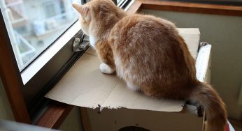 ケケケ（クラッキング）の音で比較してみる猫の声変わり