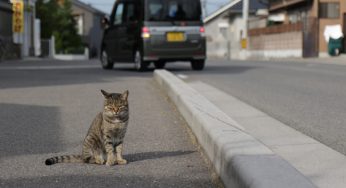 選挙に揺れた、現地に突撃！大分県姫島の猫に取材してきました