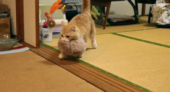 「耳あて拉致事件」力丸再犯かと思いきや影の首謀者がついに判明