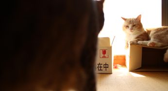 力丸による菊之助の受難