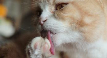 猫が顔を洗えば雨が降るならうちの周りは毎日が雨