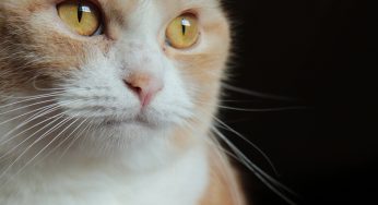 あなたの睡眠ライフを変える目覚まし時計の決定版は猫！